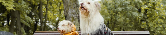 Two dogs wearing well-fitted raincoats sitting on a park bench