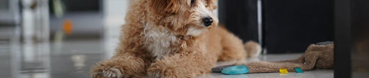Goldendoodle puppy playing with toys on the floor of an apartment