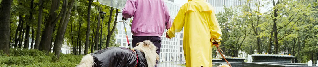 Two people walking their dogs in the rain, one dog wearing a raincoat